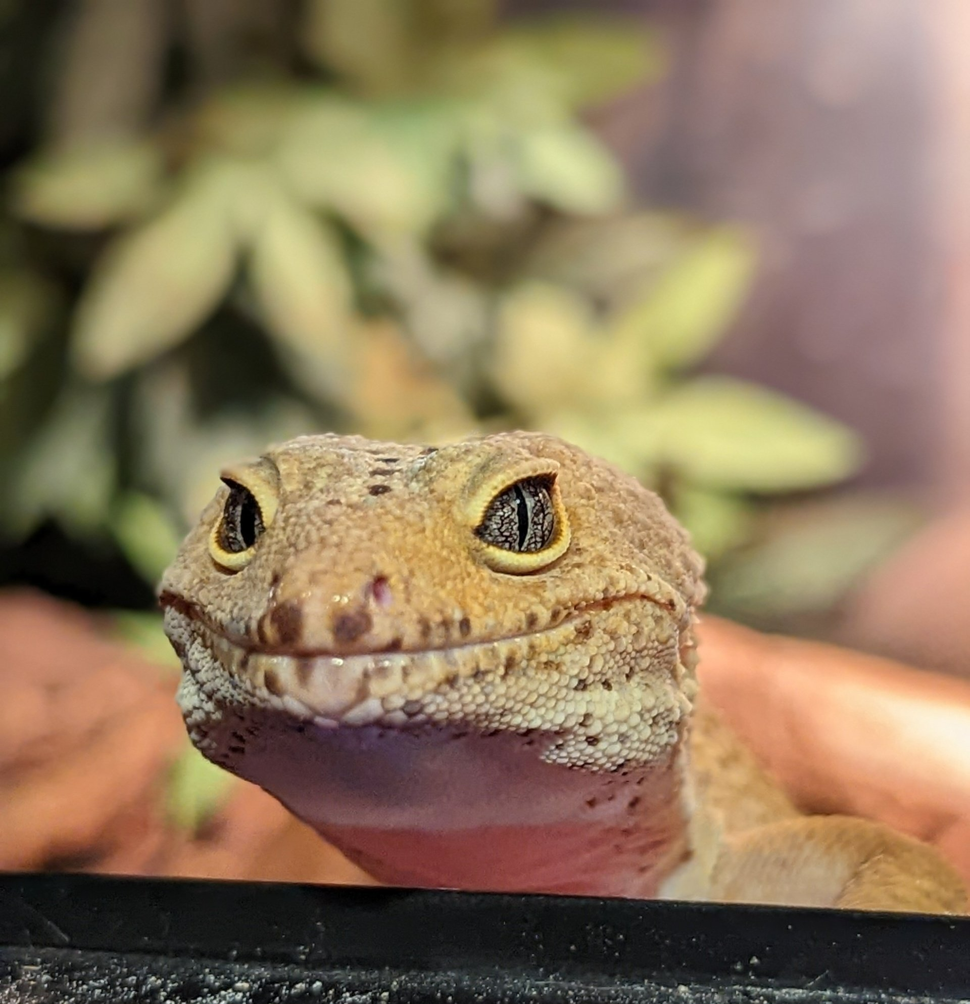 Reptiles