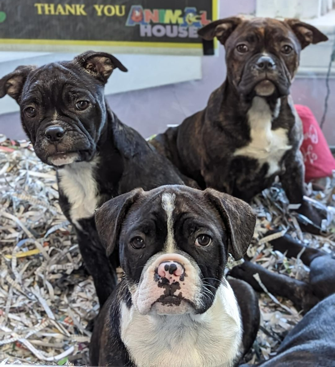 Puppies