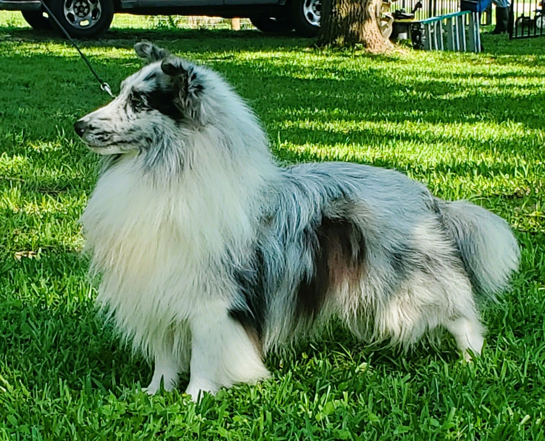 Winston as an adult