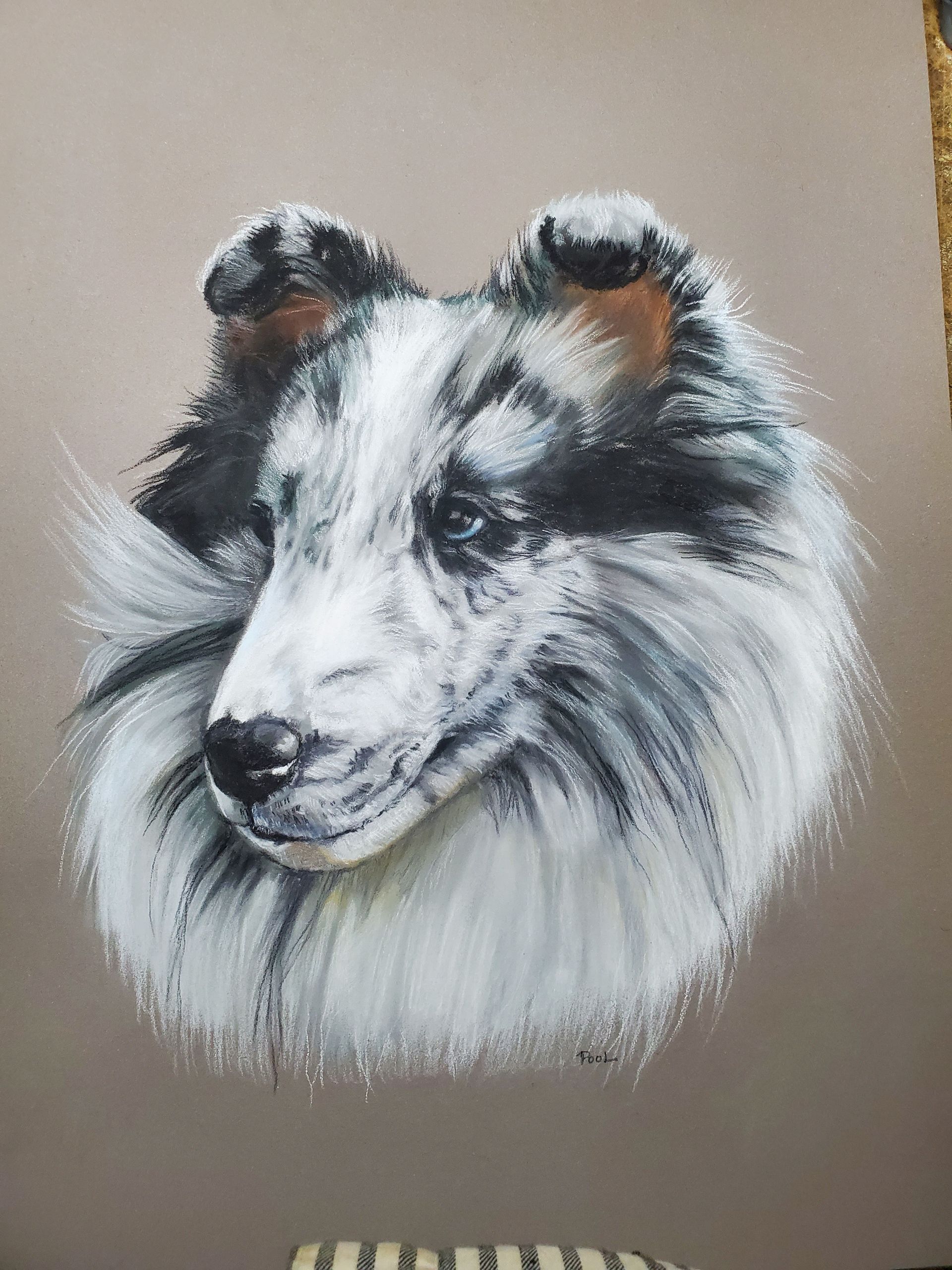 Sheltie Artwork in pastel