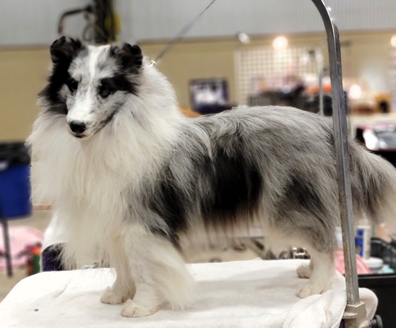 Winston as a puppy at a show