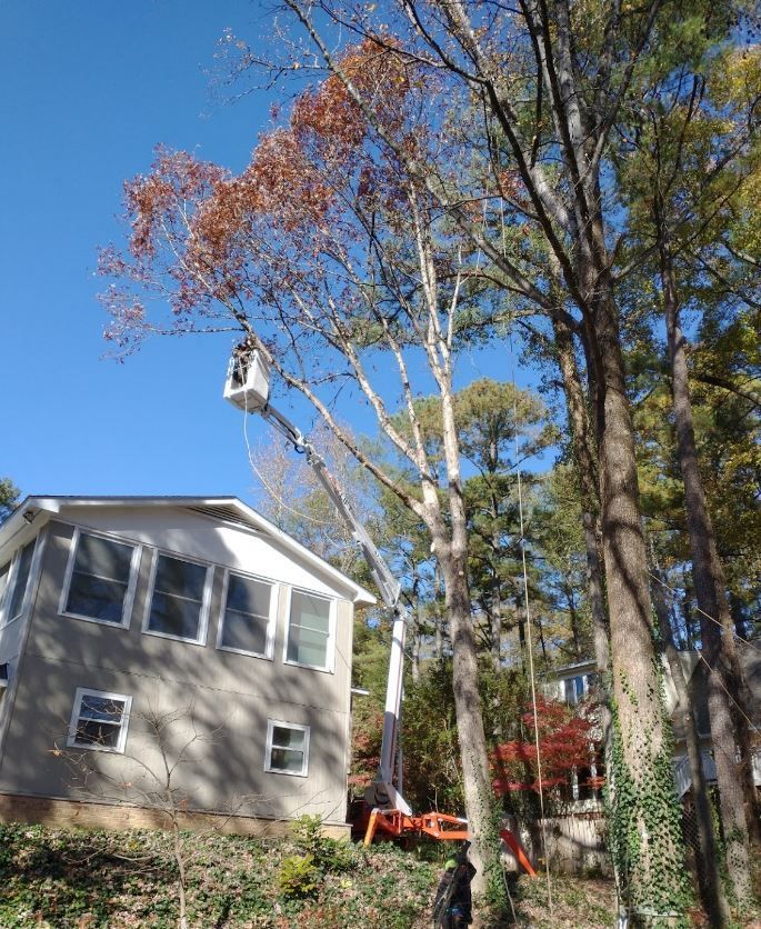 Tree Trimming | Raleigh, NC | Longhorn Tree Service