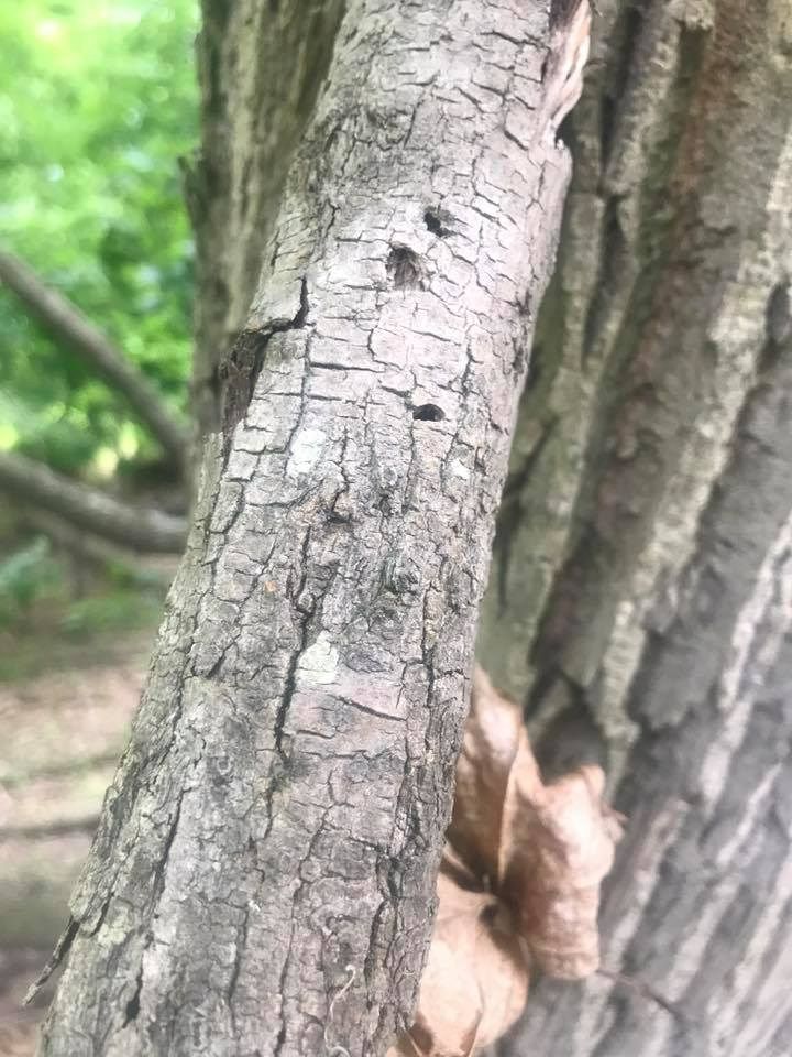 Close-up of tree bark, with visible cracks and crevices.  Dry, light brown leaf partially attached.