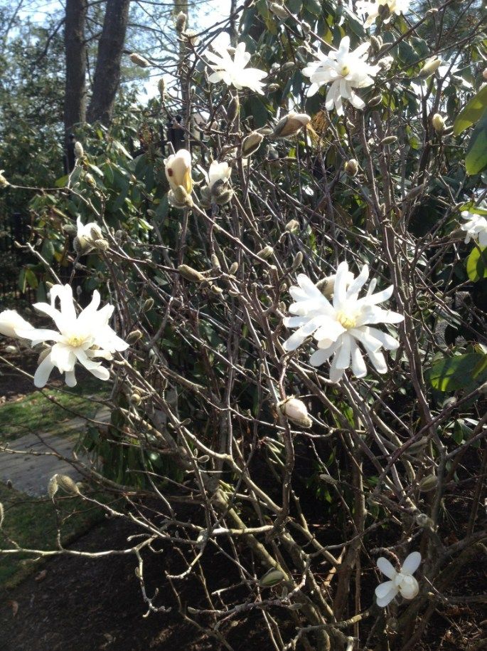 White star-shaped flowers bloom on a brown bush in an outdoor setting with hints of green foliage.