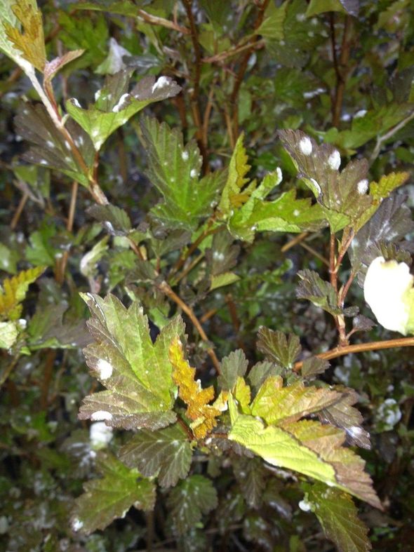 Bush with green and reddish leaves, spotted with white mold.