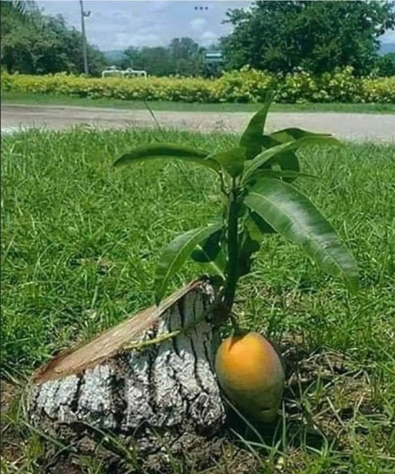 A small mango tree seedling growing next to a stump and a ripe mango, outdoors on grass.