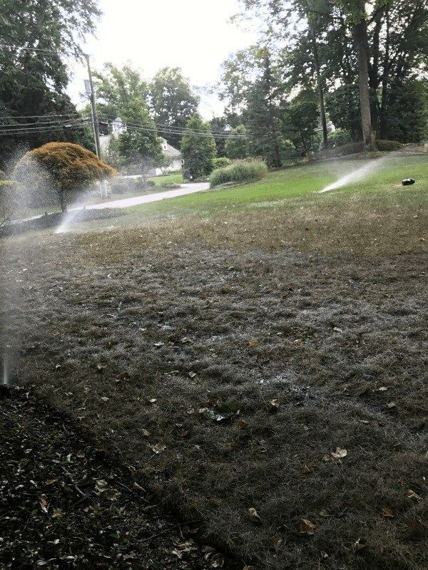 Sprinklers watering a brown lawn, green trees and house in background.