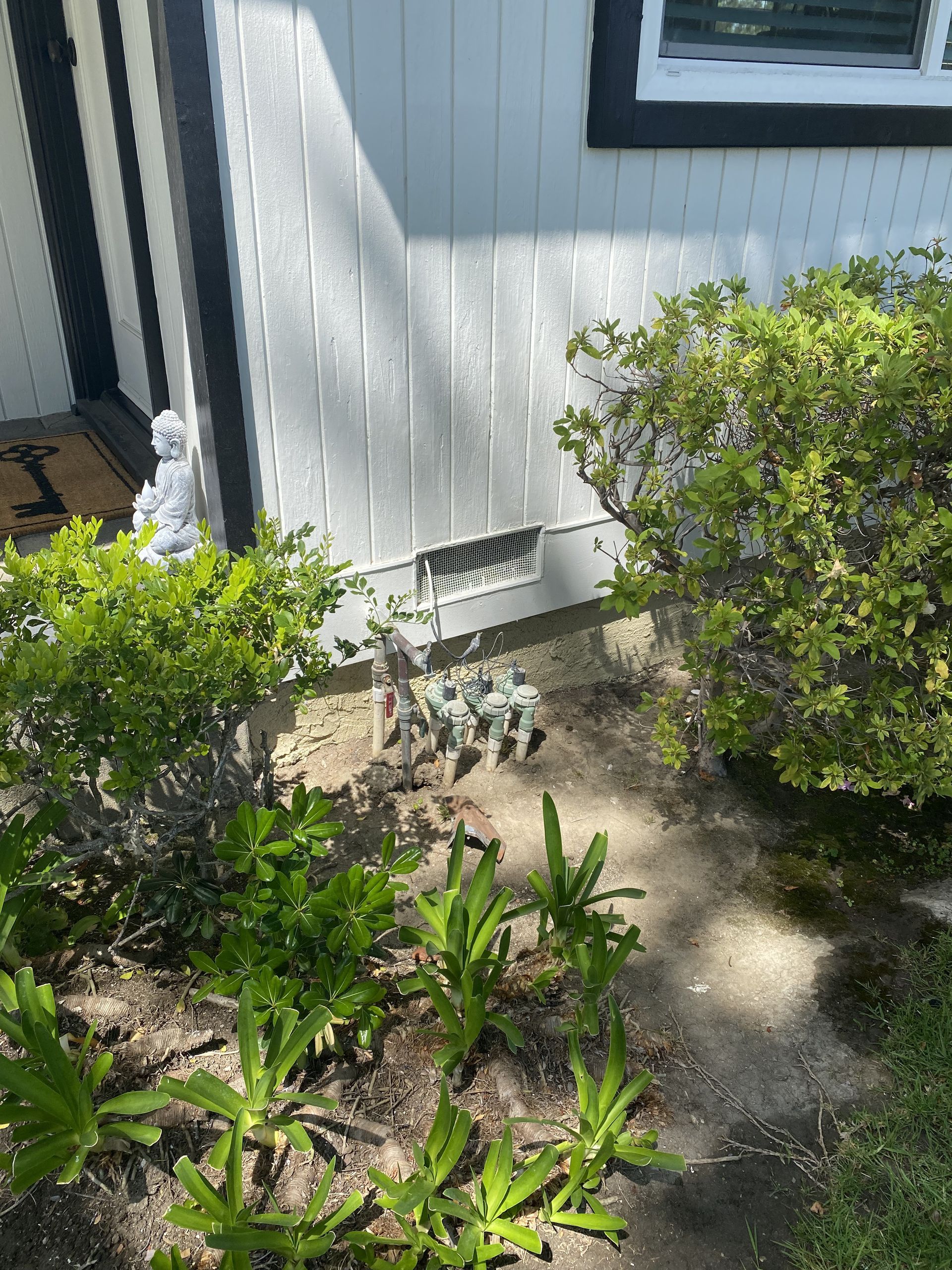 White house wall with small green shrubs and a small decorative dog statue in the garden bed