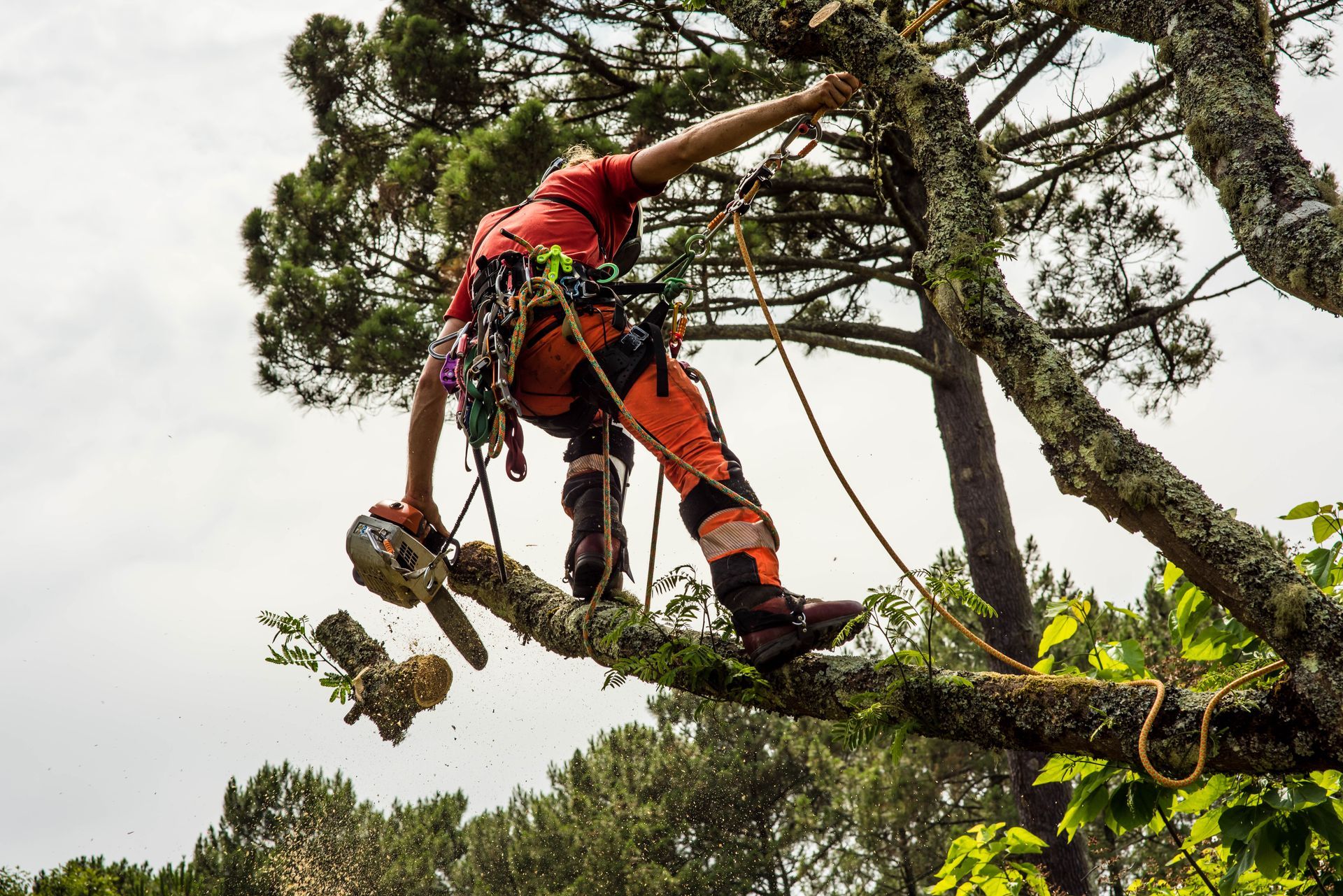 Tree boss out on a limb