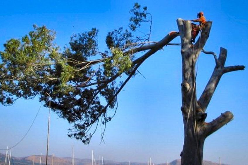 Tree boss dropping a tree top