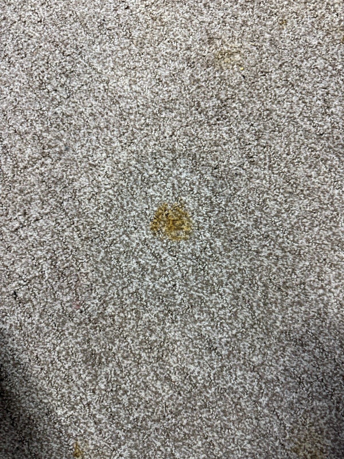 Close-up of a gray speckled surface with a small brown stain near the center