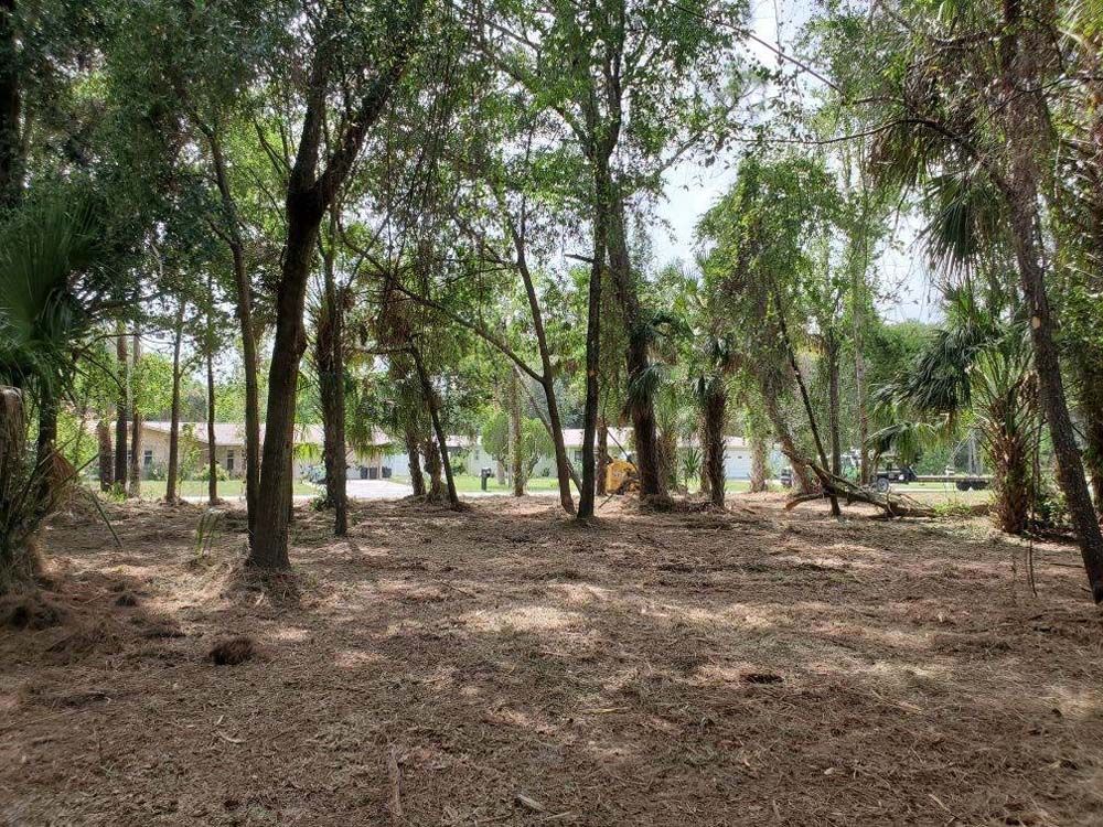 A lush green forest with lots of trees and leaves on the ground.