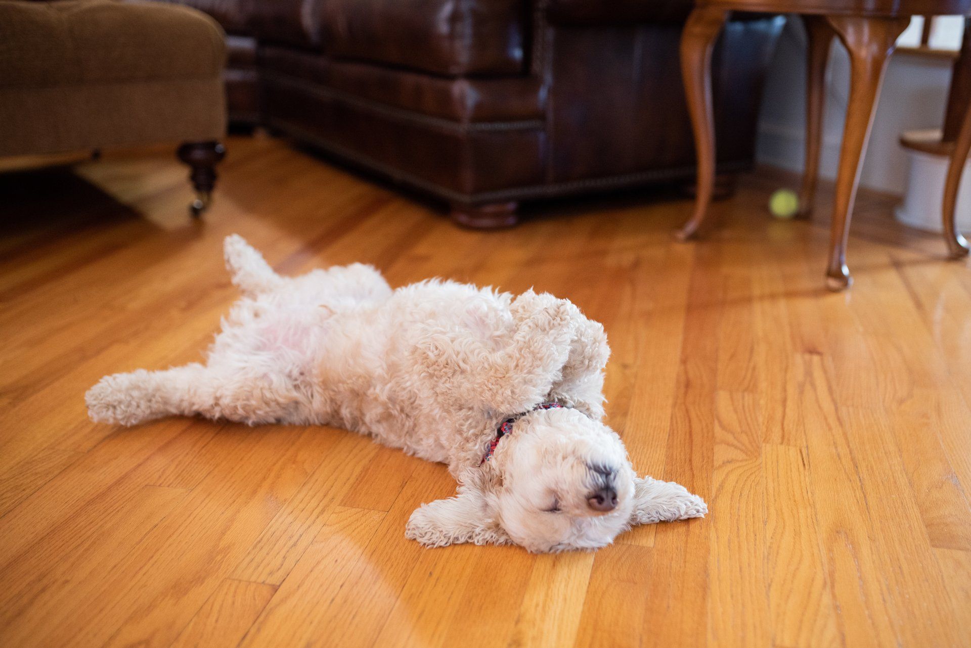 A small white dog is laying on its back on a wooden floor.