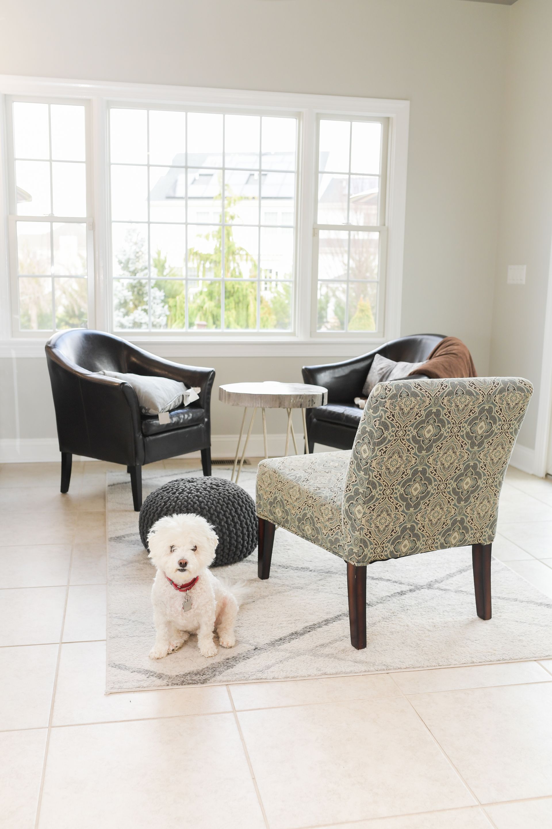A small white dog is sitting on a rug in a living room.