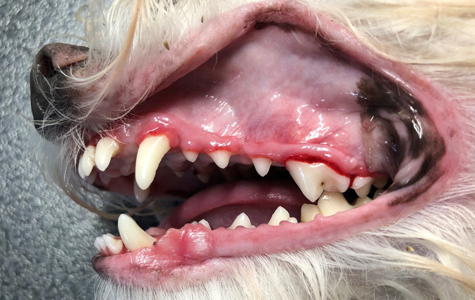 Dentisterie aprés