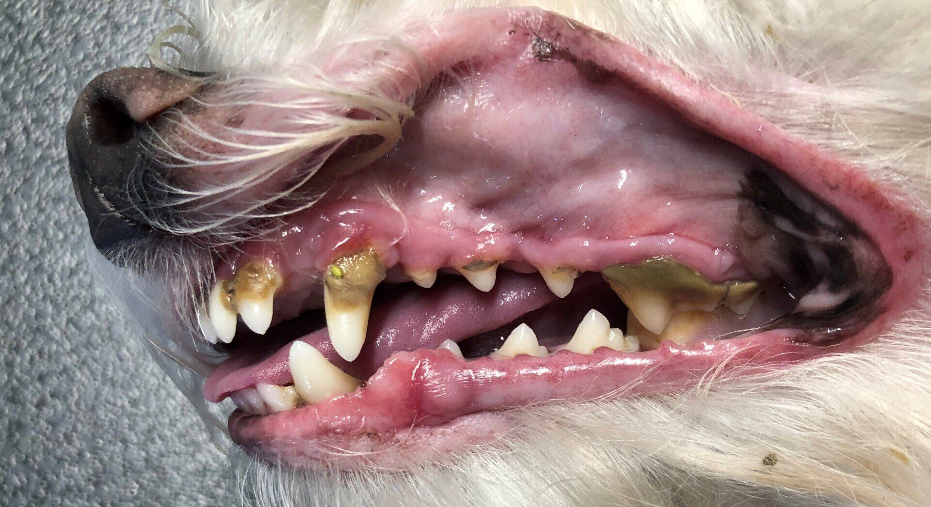 Dentisterie
