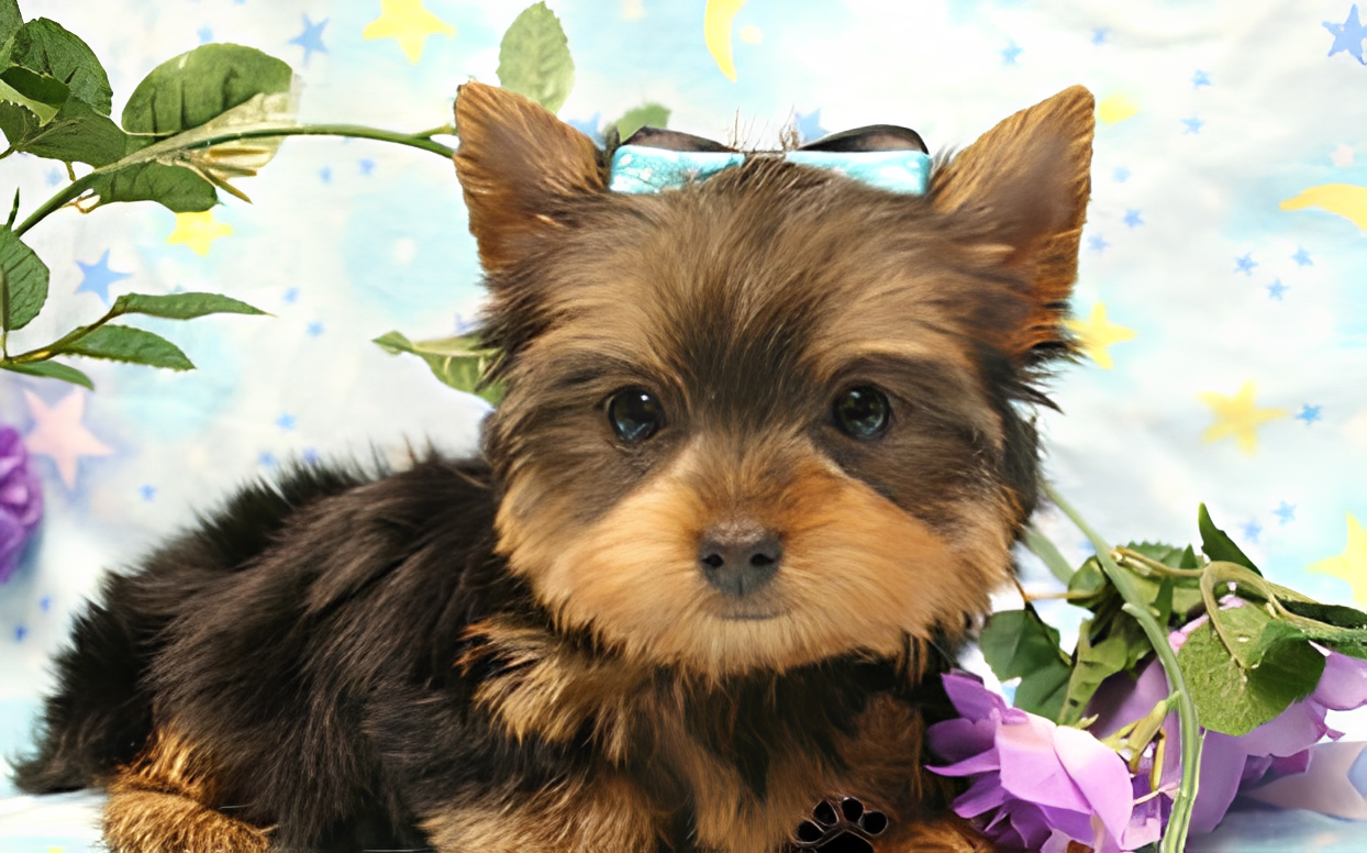 Yorkshire terrier puppy with a blue bow.