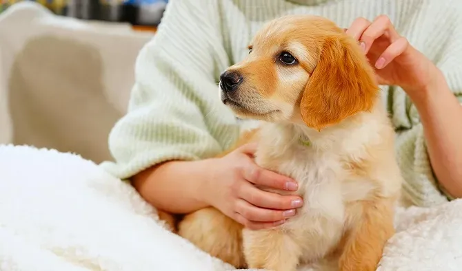 Golden retriever puppy being petted by a person on a white blanket, indoors.