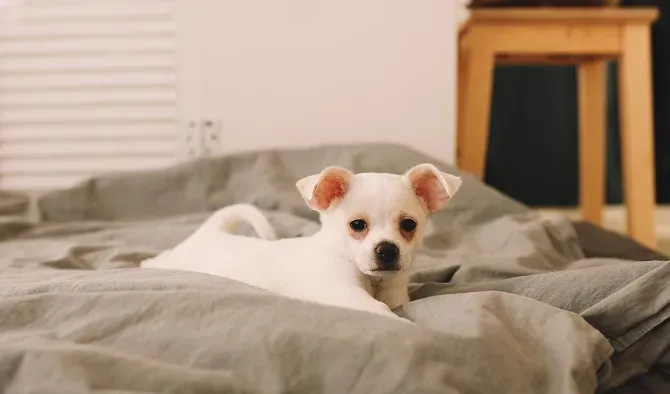 White dog with floppy ears rests on a gray bed, looking towards the camera.