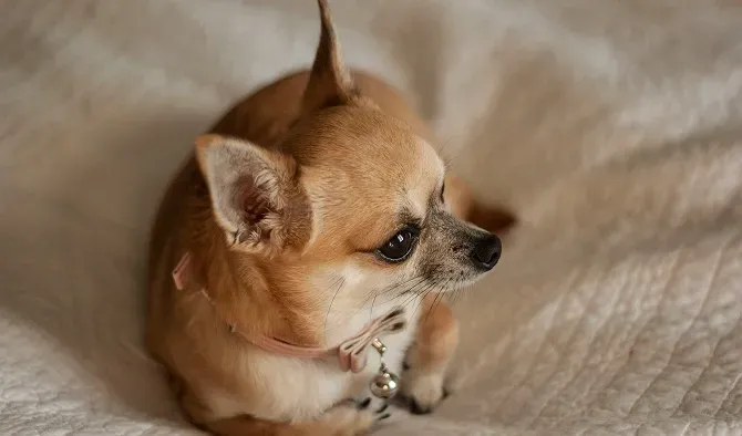 Tan Chihuahua dog lying on a white, textured surface.