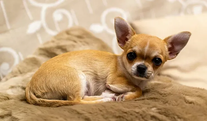 Tan chihuahua puppy lying on a fuzzy brown blanket, looking at the viewer.