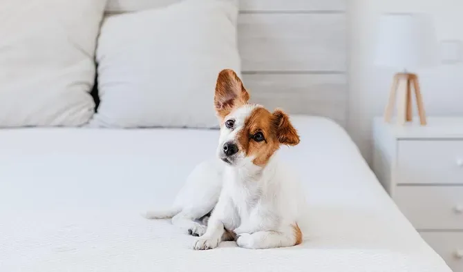 Jack Russell terrier dog with one ear perked up, lying on a white bed.