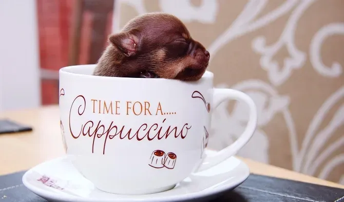 Brown puppy sleeping in a white cappuccino mug, on a saucer. The mug reads