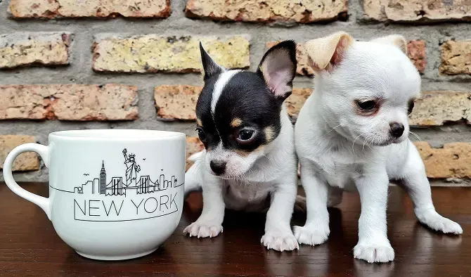 Two Chihuahua puppies beside a