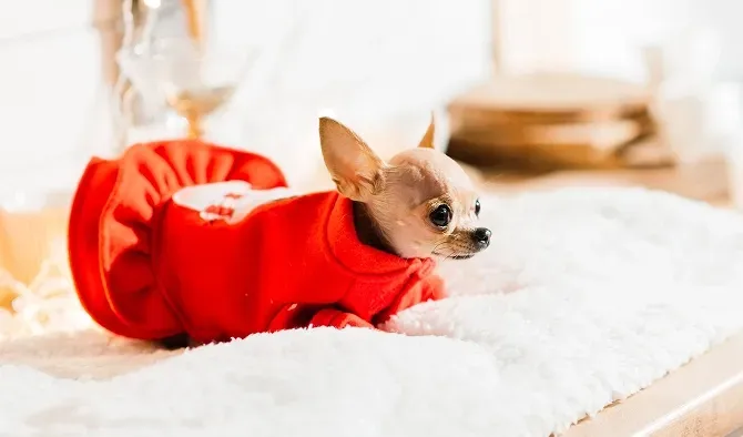 Chihuahua puppy wearing a red dress, lying on a white fluffy surface.