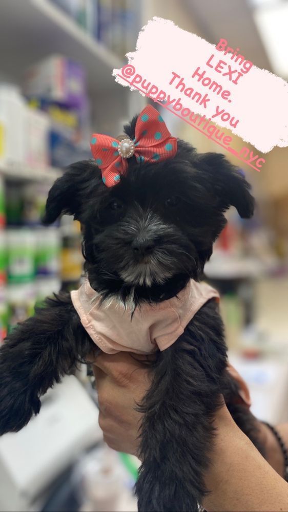 Black puppy with a bow being held, wearing a pink top.