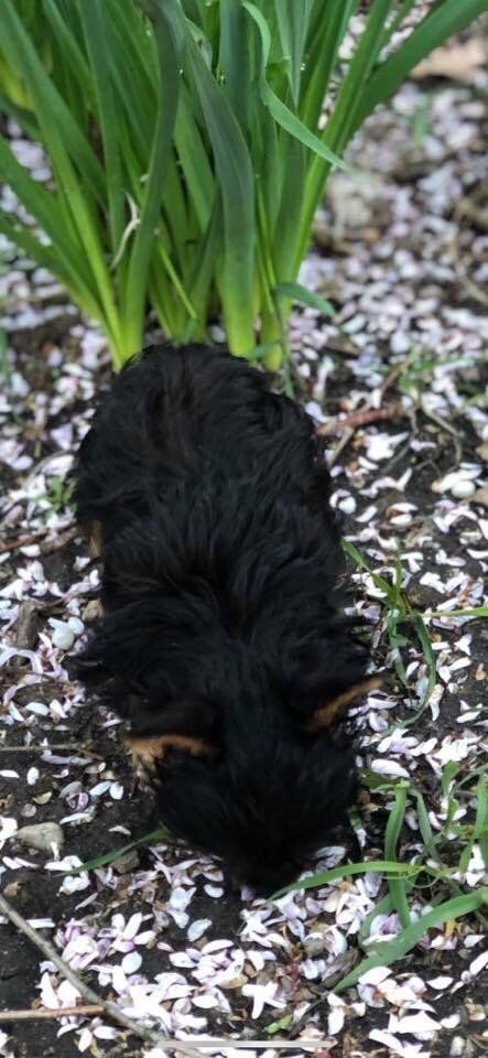 A small black dog lays in mulch near green plants.