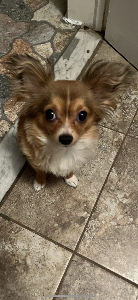 Brown and white dog with big ears looking up on a tiled floor.