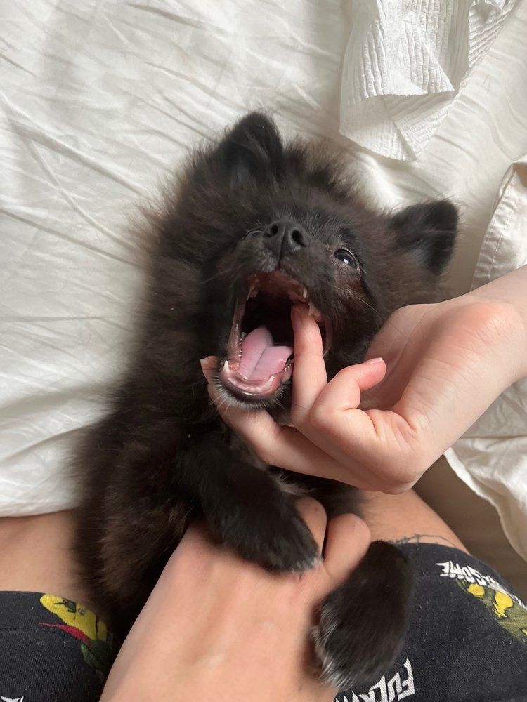 Black puppy yawning, mouth open, hand touching its mouth, lying on white bedding.