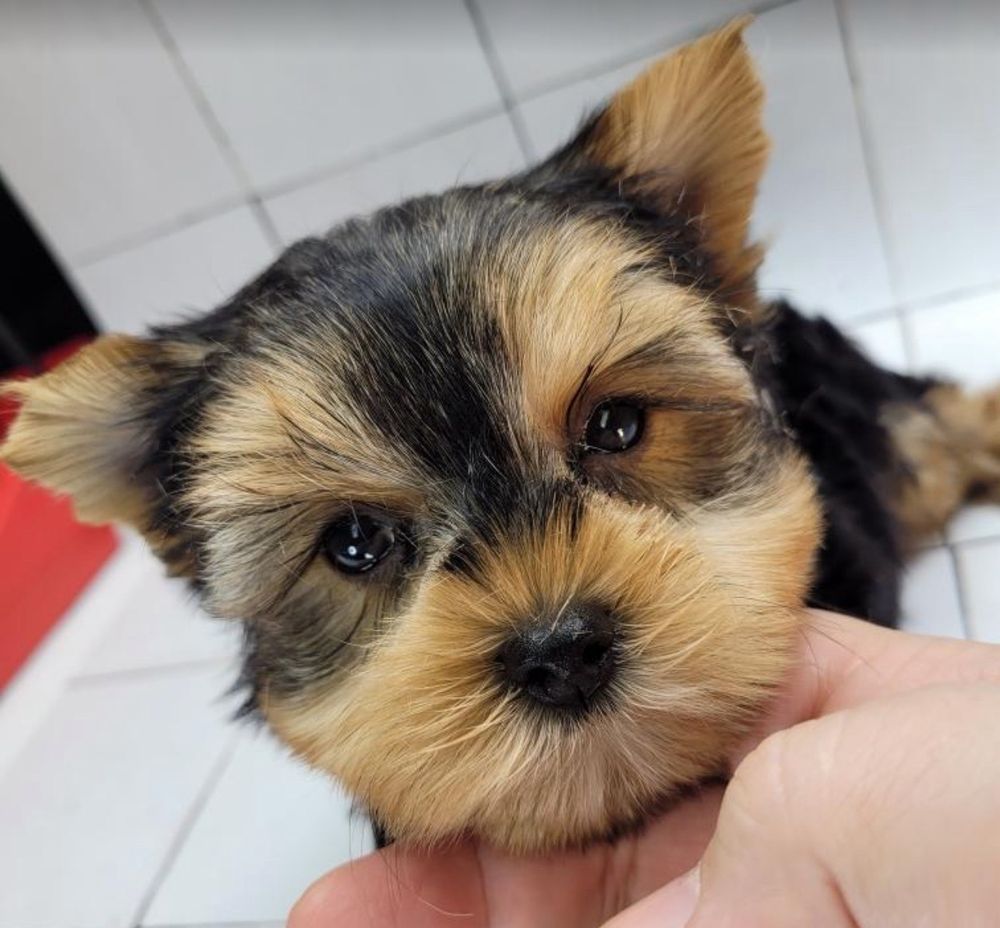 Yorkshire Terrier puppy with black, tan, and brown fur, looking up with large, dark eyes.
