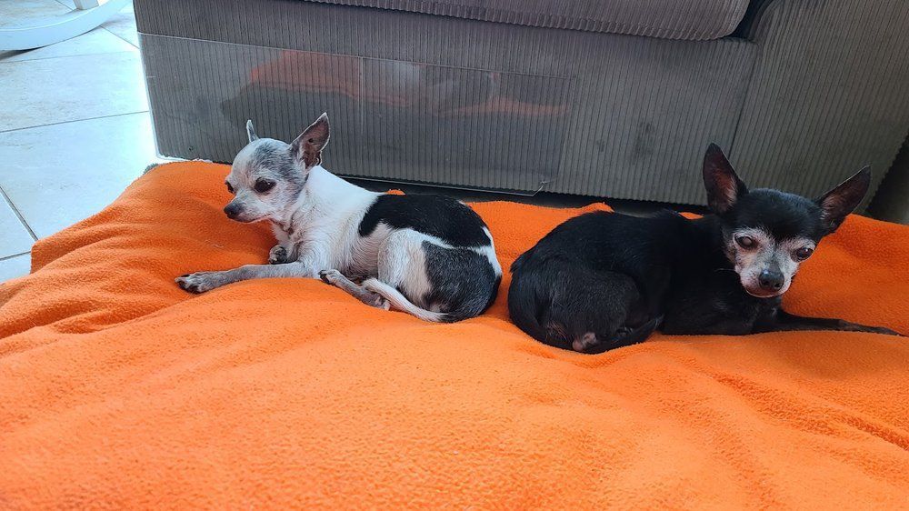 Two small dogs lying on an orange blanket: one white and black, the other black.