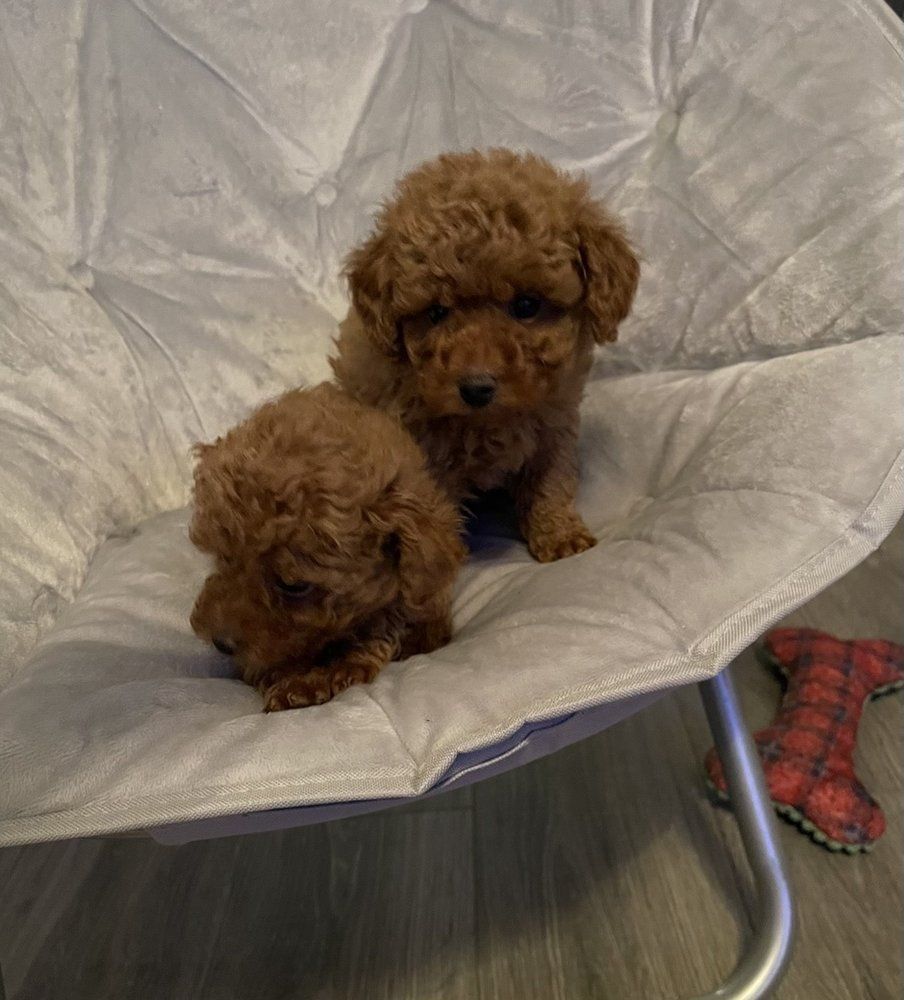 Two brown toy poodle puppies on a gray chair; one sitting, one standing.