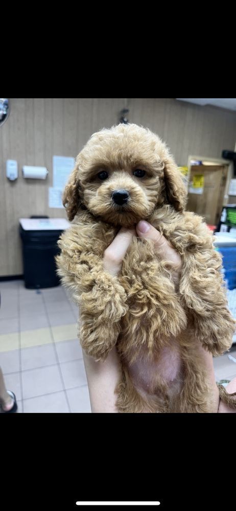 A small brown puppy held in a person's hand. The puppy has curly fur and a serious expression.