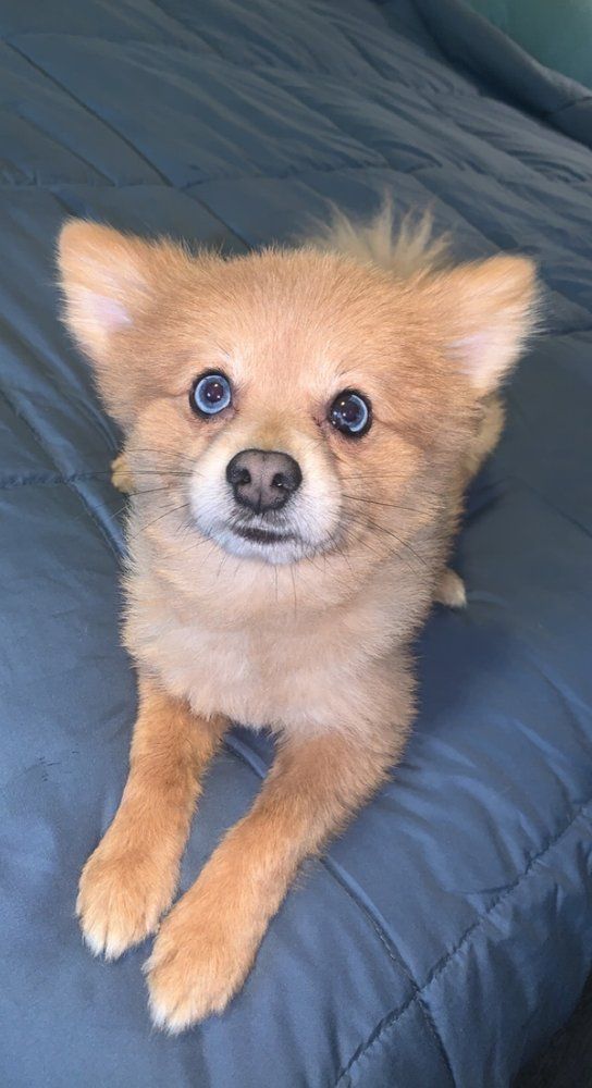 Tan Pomeranian with blue eyes, lying on a blue blanket, looking at the viewer.