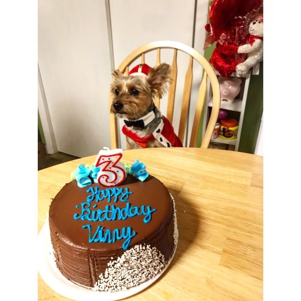 Dog wearing a costume sits by a chocolate birthday cake with the number 3 candle.