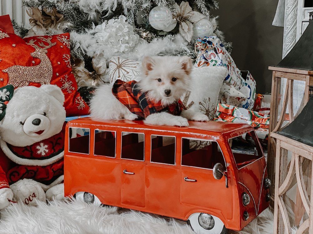 Fluffy white dog in plaid shirt on red VW bus, Christmas decorations in the background.