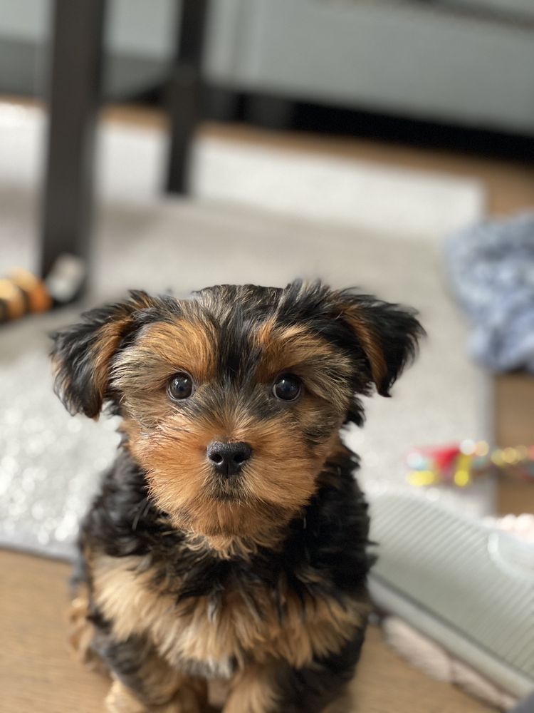 Yorkshire Terrier puppy with brown and black fur, indoors, looking at the camera.