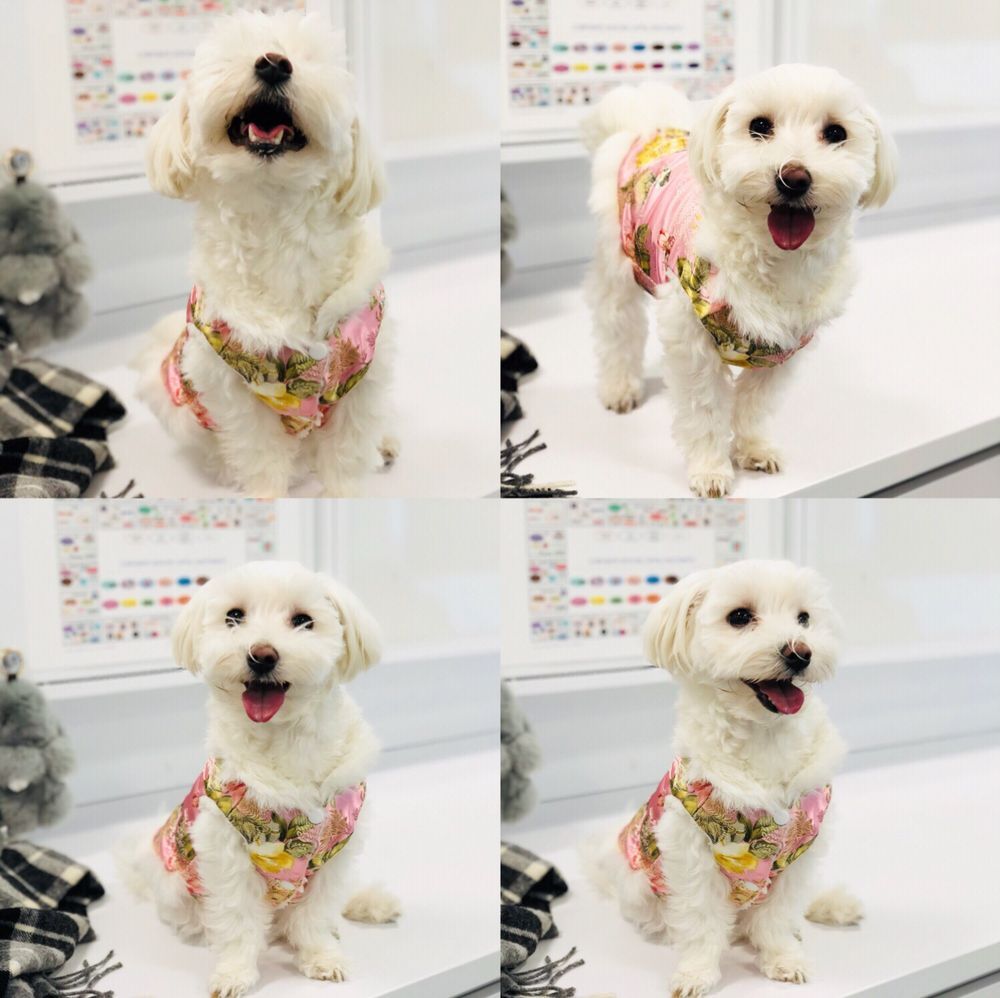 Four photos of a white dog wearing a pink floral outfit, posing with its tongue out.