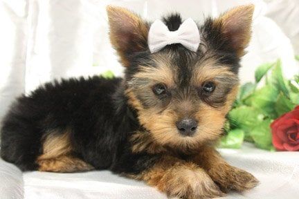Yorkshire Terrier puppy with a white bow in its hair.