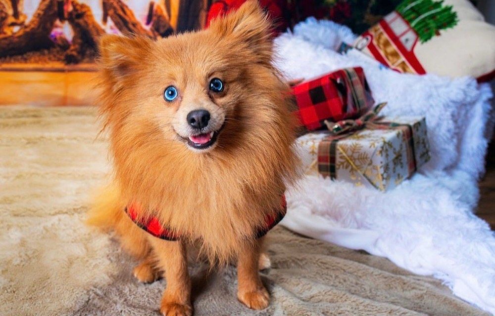 A small, fluffy, orange dog with blue eyes, wearing a red plaid harness, sits in front of Christmas decorations.