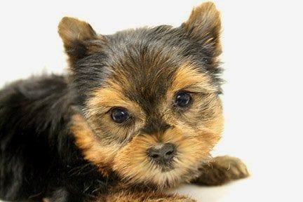 Yorkshire Terrier puppy with black, brown, and tan fur, looking forward.