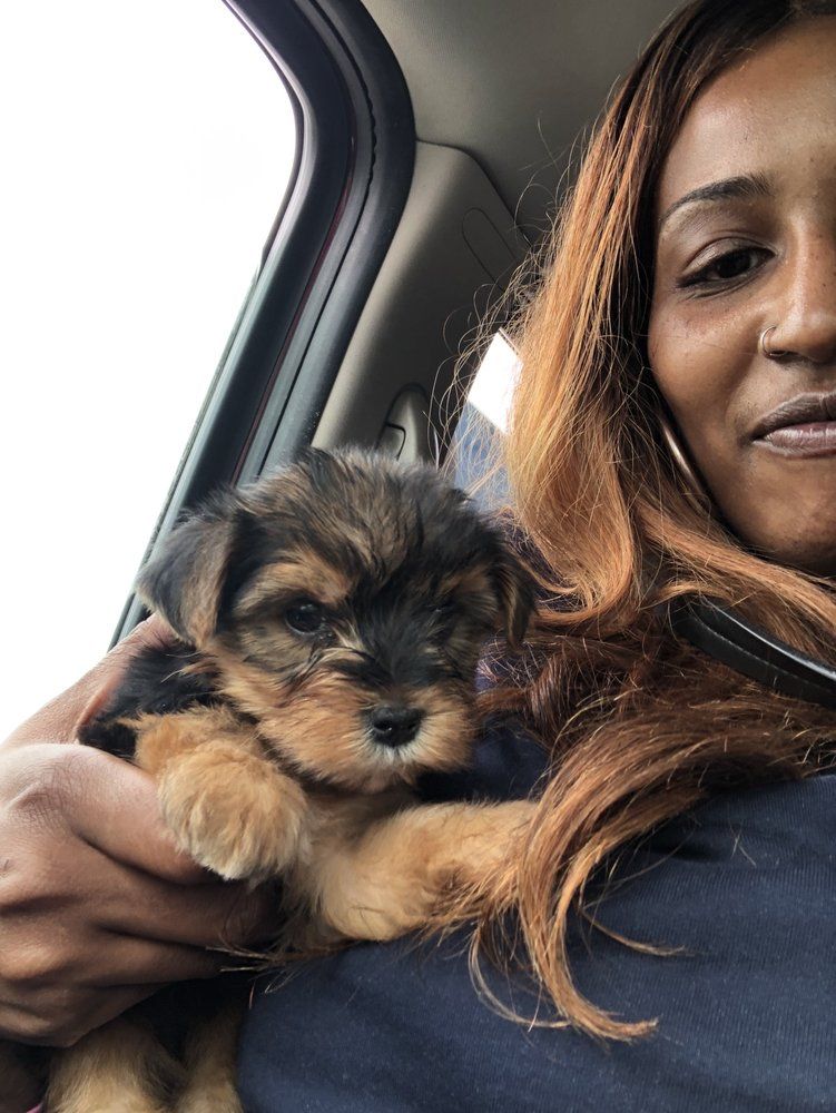 Woman holding a small brown and black puppy in a car.