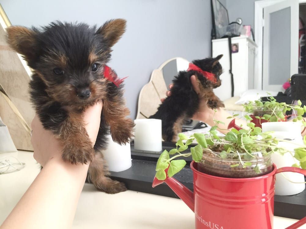 A small Yorkshire Terrier puppy held in a person's hand. Puppy has brown and black fur and a red collar.