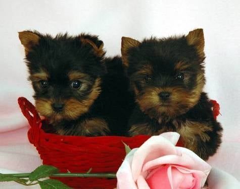 Two Yorkshire Terrier puppies in a red basket with a pink rose.