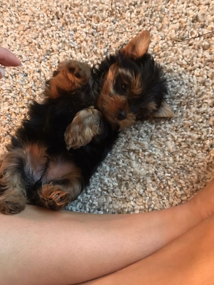 Yorkshire Terrier puppy lying on its back on a beige carpet, looking up with a paw raised.