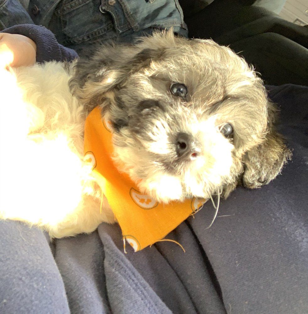 Fluffy puppy with gray and white fur wearing an orange bandana, resting on a person's lap.